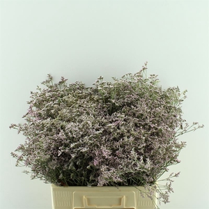 Limonium Safora Oshi Pink