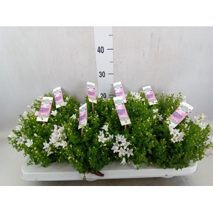 Campanula porten. 'Ambella White'