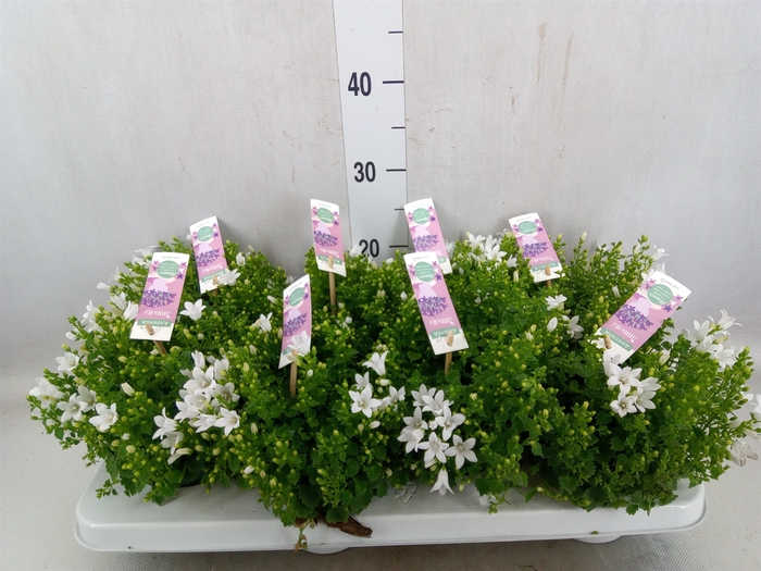 <h4>Campanula porten. 'Ambella White'</h4>