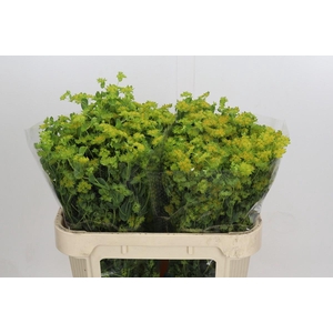 Bupleurum Griffithii