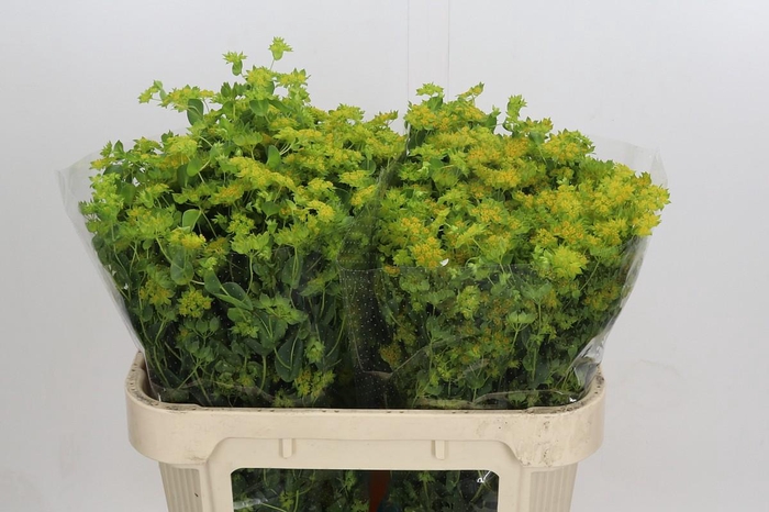 <h4>Bupleurum Griffithii</h4>