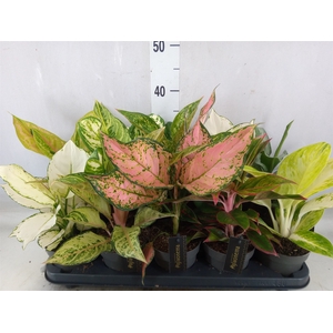 Aglaonema   ...