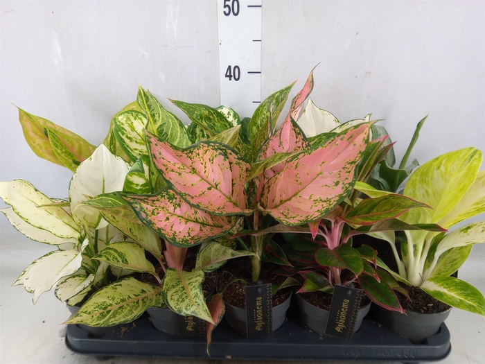 <h4>Aglaonema   ...</h4>