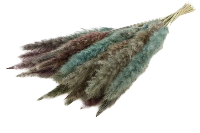 Bunch Fluffy Pampas Slv 35g L70