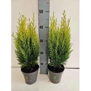 Chamaecyparis L Erecta Aurea