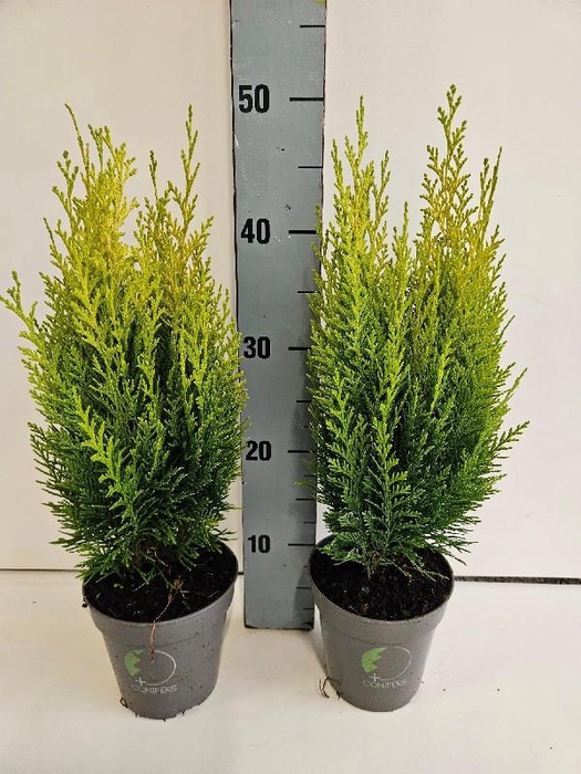 <h4>Chamaecyparis L Erecta Aurea</h4>