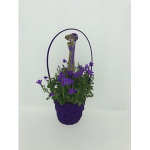 CAMPANU. PORTENSCHLAGIANA