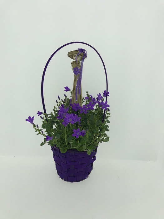 <h4>CAMPANU. PORTENSCHLAGIANA</h4>