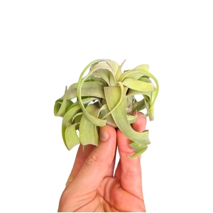 Tillandsia Streptophylla medium