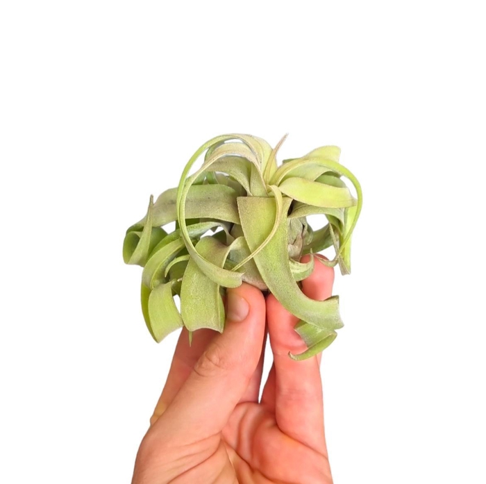 <h4>Tillandsia Streptophylla medium</h4>