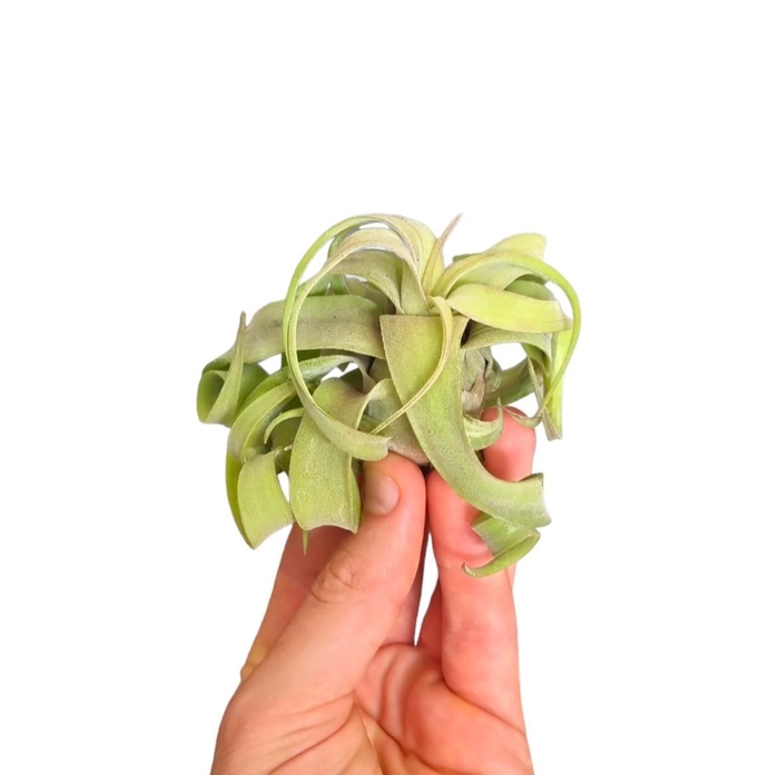 <h4>Tillandsia Streptophylla medium</h4>