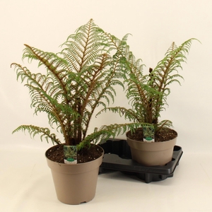 CYATHEA TOMENTOSISSI