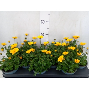 Bidens fer. 'Golden Empire'