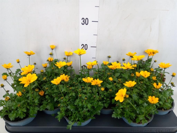 <h4>Bidens fer. 'Golden Empire'</h4>