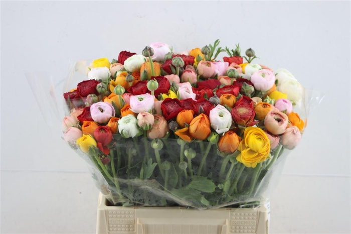 <h4>Ran Xe Mixed</h4>