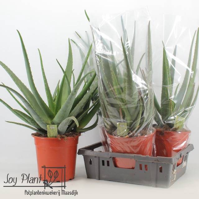 <h4>ALOE VERA</h4>
