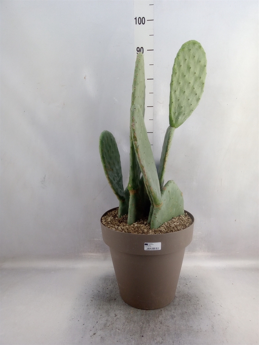 <h4>Opuntia</h4>