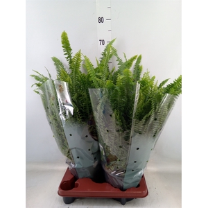 Nephrolepis exal. 'Green Lady'