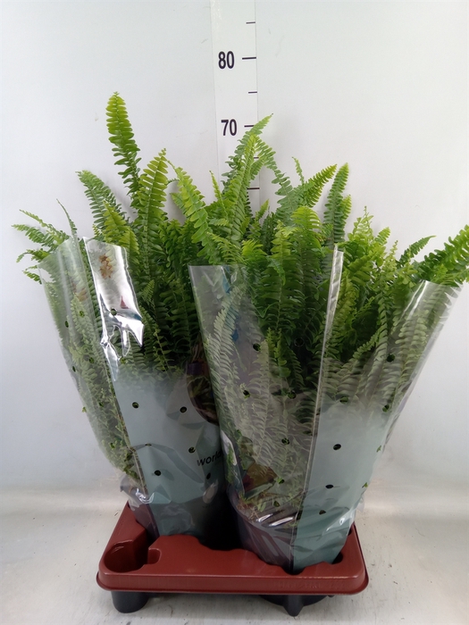 <h4>Nephrolepis exal. 'Green Lady'</h4>