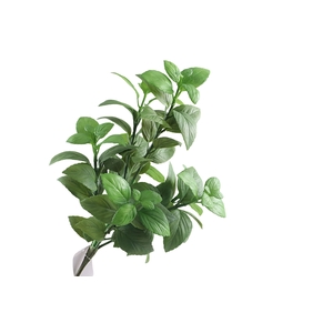 Basilicum Bush Green