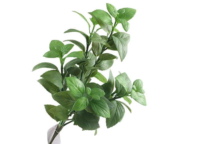 <h4>Basilicum Bush Green</h4>