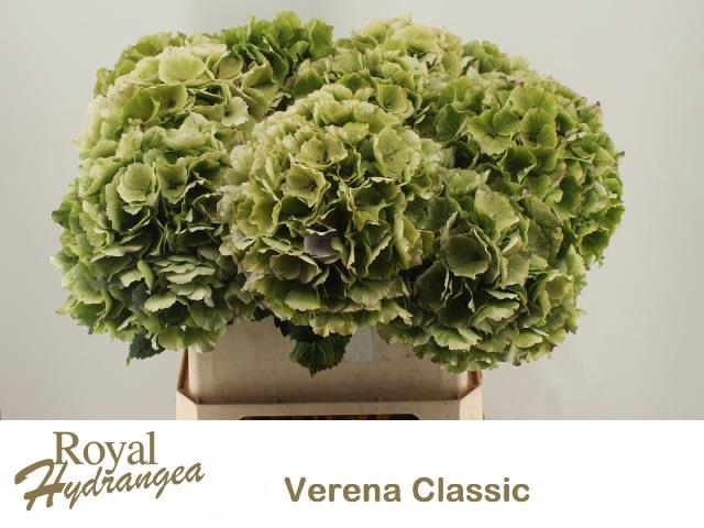 <h4>HYDR M CH VERENA CL</h4>