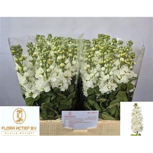 MATTH AIDA WHITE