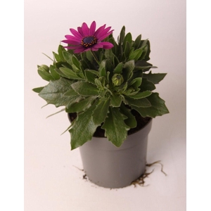 Osteospermum Purple