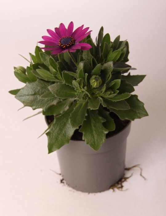 <h4>Osteospermum Purple</h4>
