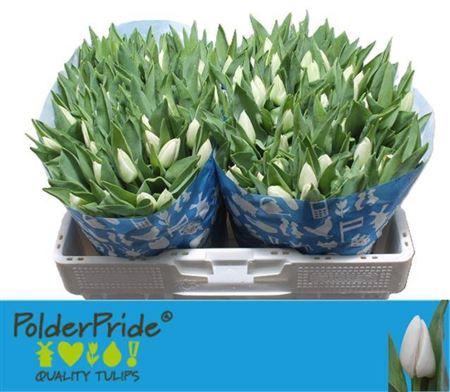 <h4>Tu En Update</h4>