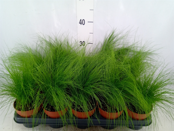 <h4>Stipa tenuifolia</h4>