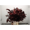Eucalyptus DYED Populus With Berries