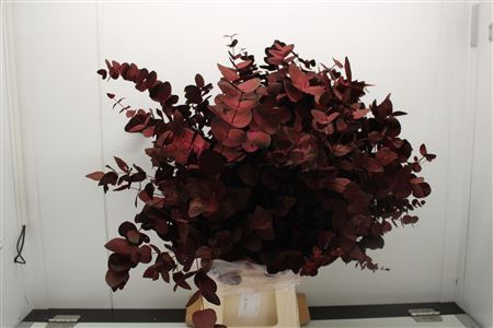 Eucalyptus DYED Populus With Berries