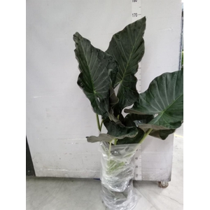 Alocasia   ...