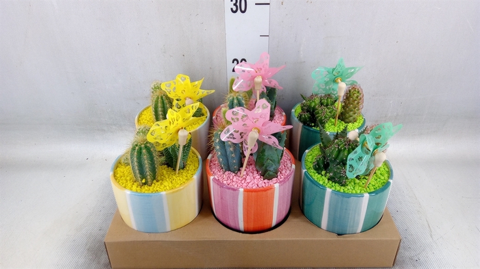 <h4>Succulents   ...</h4>