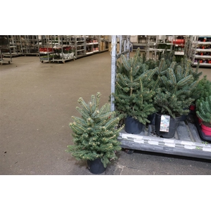 Picea Pu Super Blue