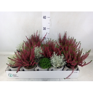 Arr.   Tuinplanten L%