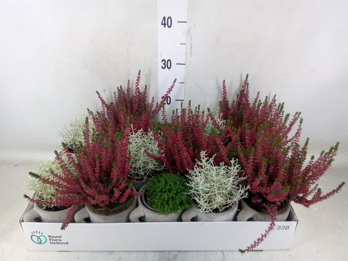 <h4>Arr.   Tuinplanten L%</h4>