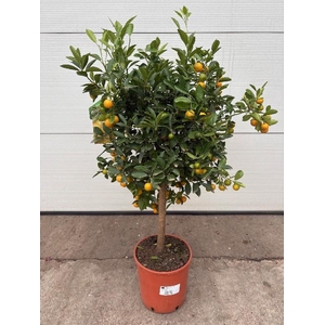 Citrofortunella Calamondin stam