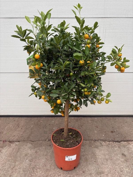 <h4>Citrofortunella Calamondin stam</h4>