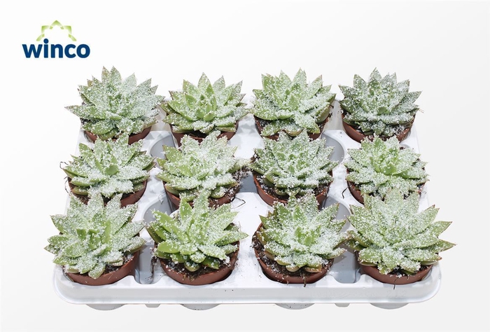 <h4>Echeveria White Snow</h4>