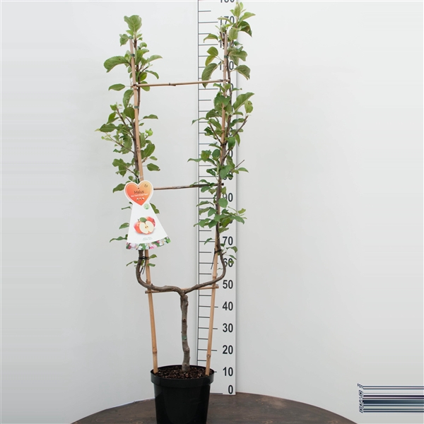 <h4>Malus d. Golden Delicious U-boom</h4>