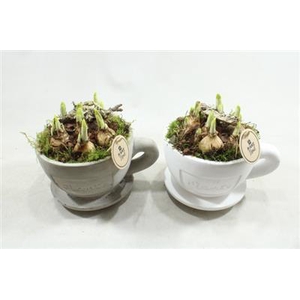 3570 TETE KOP/SCHOTEL