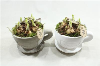 <h4>3570 Tete Kop/schotel</h4>