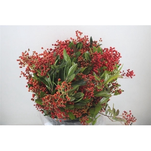 Photinus Berry Red P Bunch