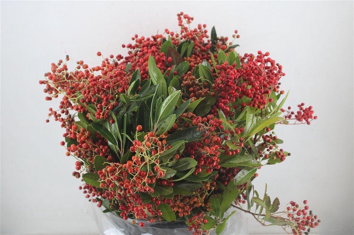 <h4>Photinus Berry Red P Bunch</h4>