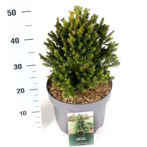 Picea a. 'Will's Zwerg'