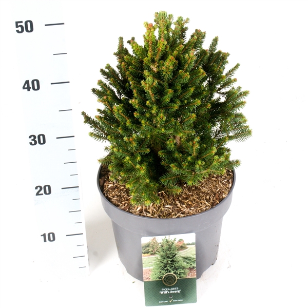 <h4>Picea a. 'Will's Zwerg'</h4>