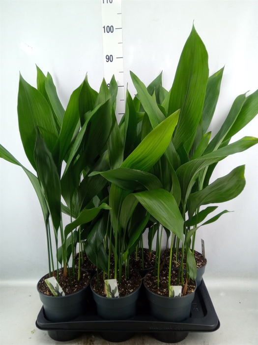 Aspidistra elat.