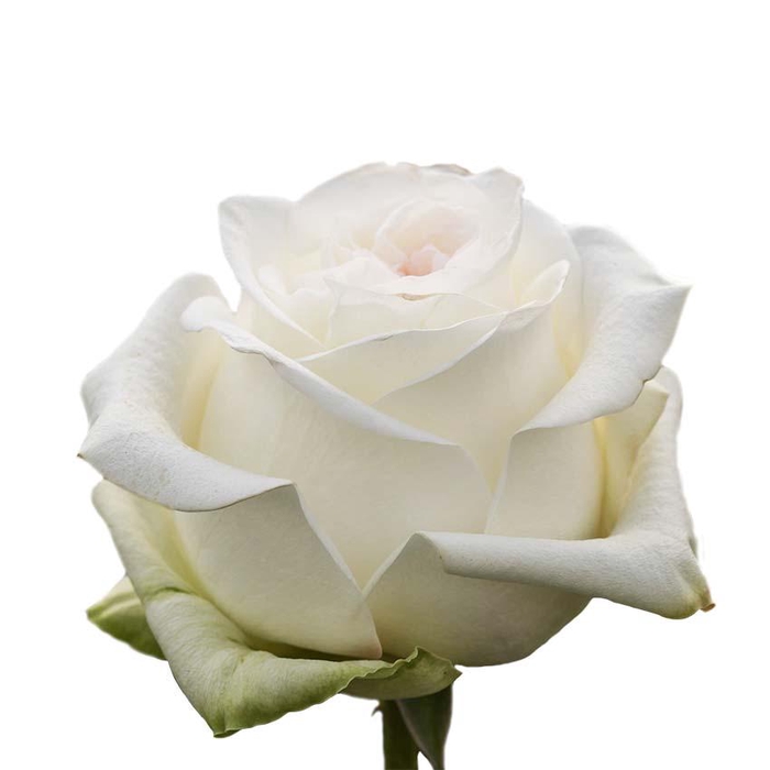 <h4>R GR CANDLELIGHT</h4>